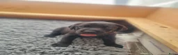 Labrador Retriever dogs for sale: Beautiful litter of 8 Black Labrador puppies  - Advert 11