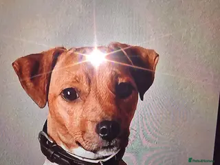 Plummer Terrier dogs Plummer cross lakeland puppy's - Advert 1