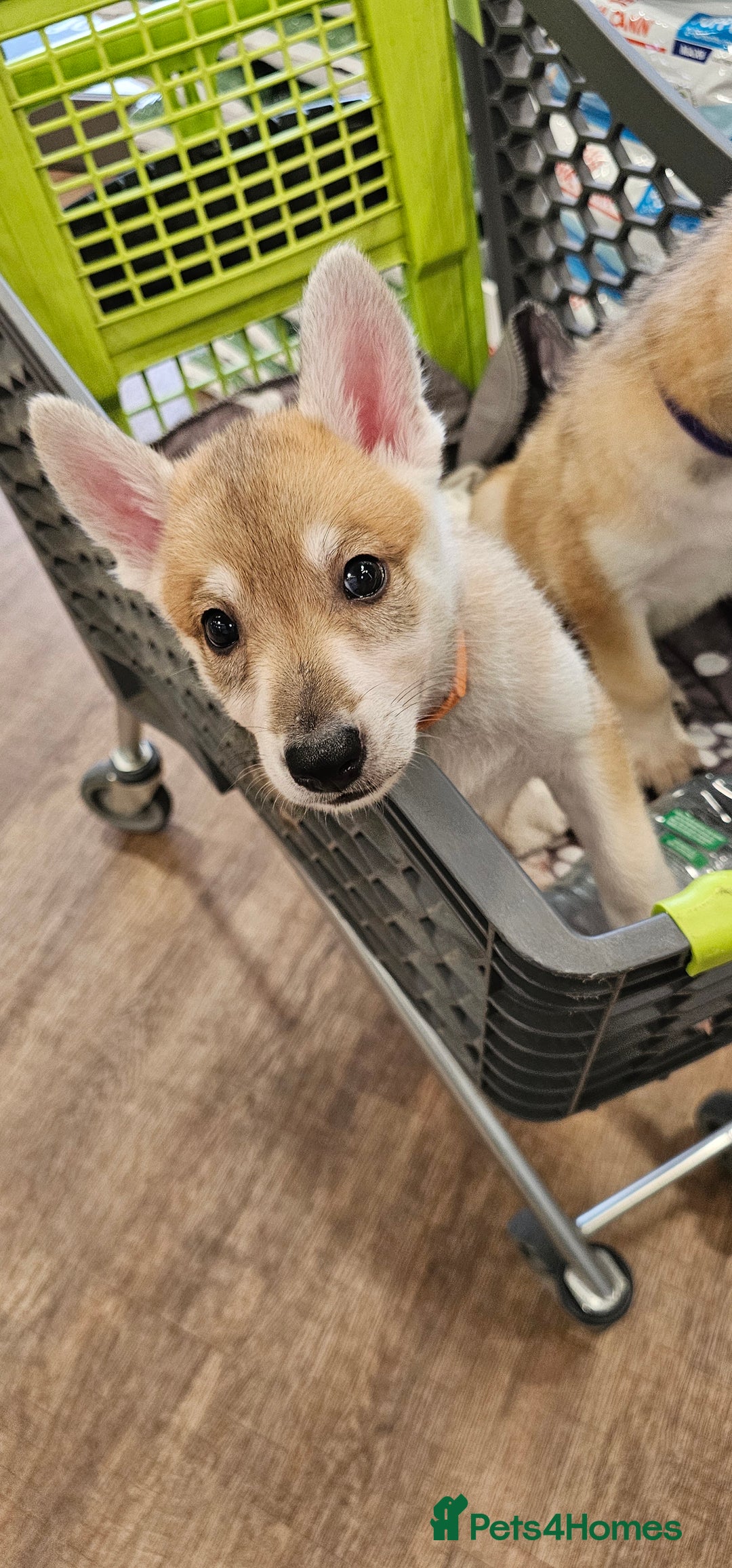 Saarloos Wolfdog dogs for sale: Wolfdog puppies. 1 boy, 3 girls available  in Wigan - Image 35