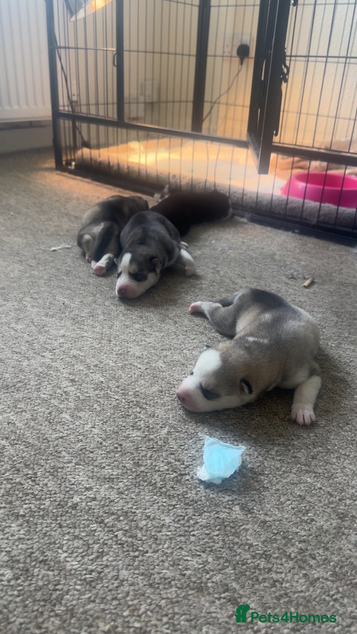 Siberian Husky dogs Husky puppies for sale  - Advert 10