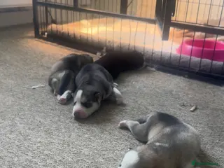 Siberian Husky dogs Husky puppies for sale - Advert 10