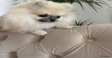 Pomeranian dogs - Advert 9
