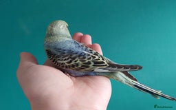 Budgerigars birds for sale: Budgies for sale  - Image 7
