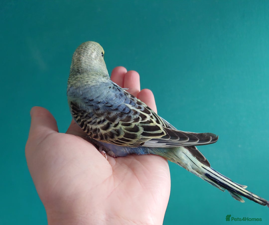 Budgerigars birds for sale: Budgies for sale  - Image 7