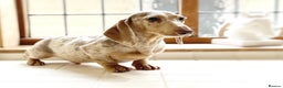 Miniature Dachshund dogs for stud: (Stud) Issabella & Tan Dapple smooth coat  in Wolverhampton - Advert 2