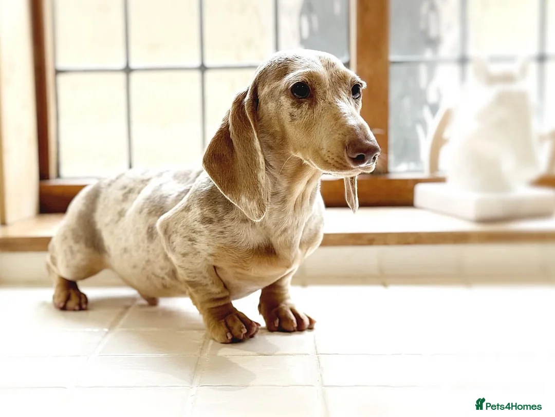 Miniature Dachshund dogs for stud: (Stud) Issabella & Tan Dapple smooth coat  in Wolverhampton - Advert 2