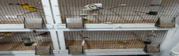 Canaries birds for sale: Yorkshire canaries for sale in Widnes - Advert 3