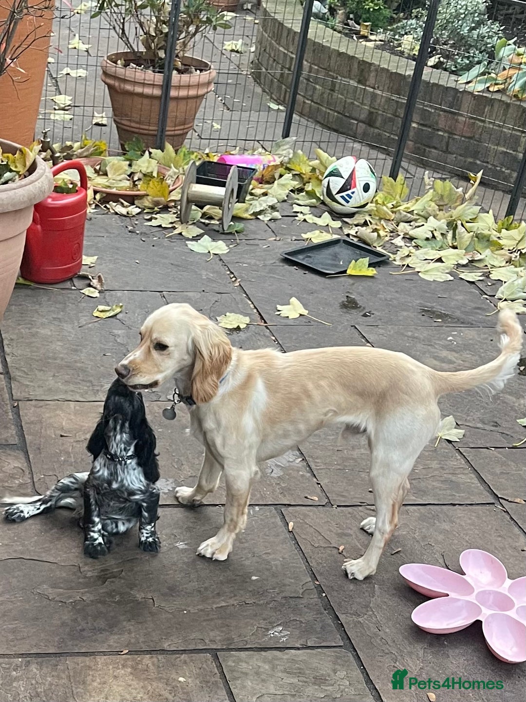 Cocker Spaniel dogs for sale: working cocker spaniel puppy for sale - Advert 16