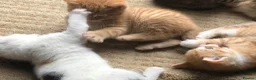 Mixed Breed cats for sale: Beautiful kittens looking for loving homes - Advert 7