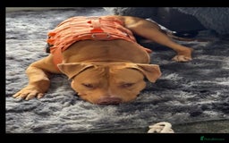 American Bulldog dogs for sale: Handsome and super active boy for rehoming - Image 5