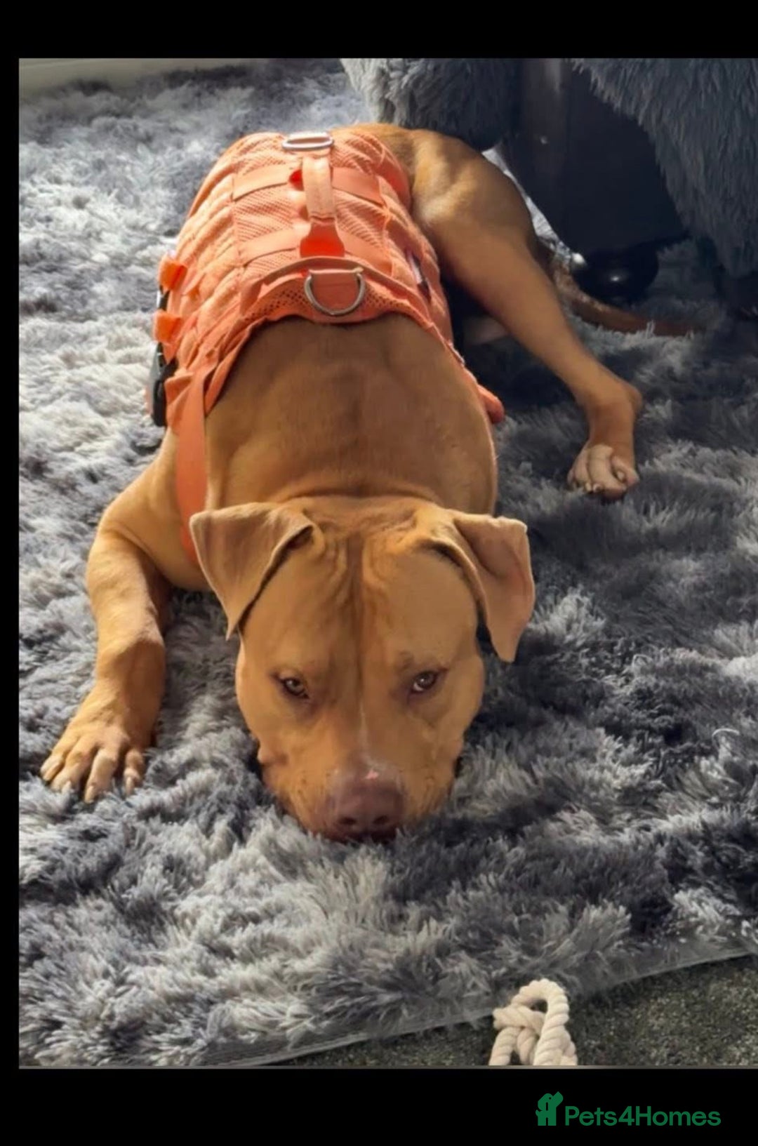American Bulldog dogs for sale: Handsome and super active boy for rehoming - Image 5