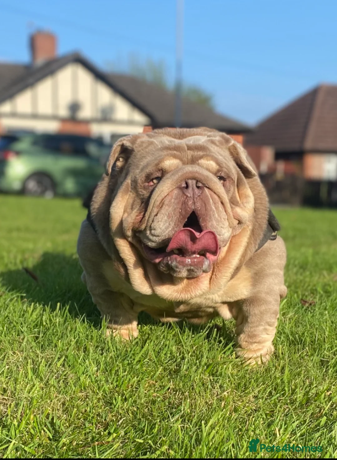 English Bulldog dogs for stud: Target man available for stud 🎯🎯 in Hyde - Advert 8