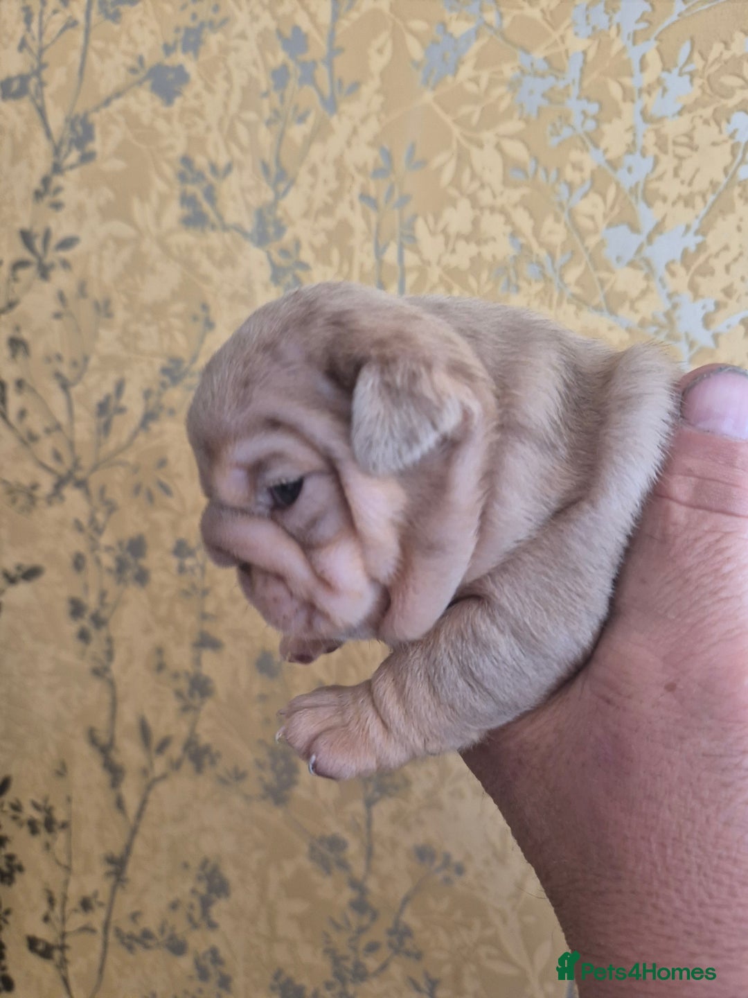 English Bulldog dogs for sale: Merle British Bulldog Pup's  - Image 6