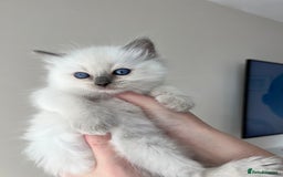Ragdoll cats for sale: pedigree Ragdoll kittens - champion blood lines  - Image 2