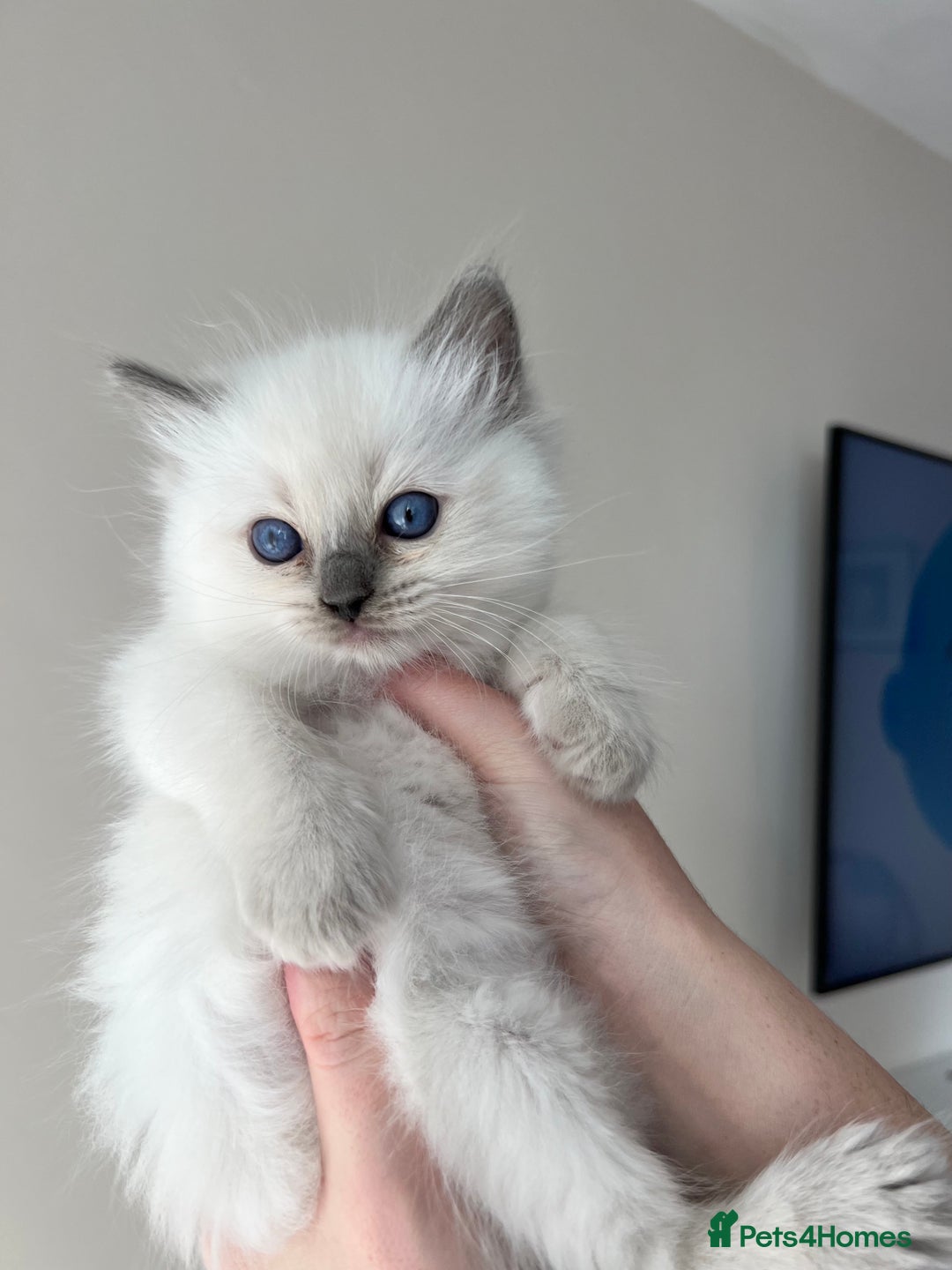 Ragdoll cats for sale: pedigree Ragdoll kittens - champion blood lines  - Image 2