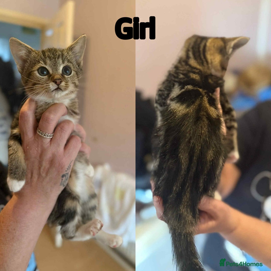 Domestic Shorthair cats for sale: Kittens ready now - Image 2