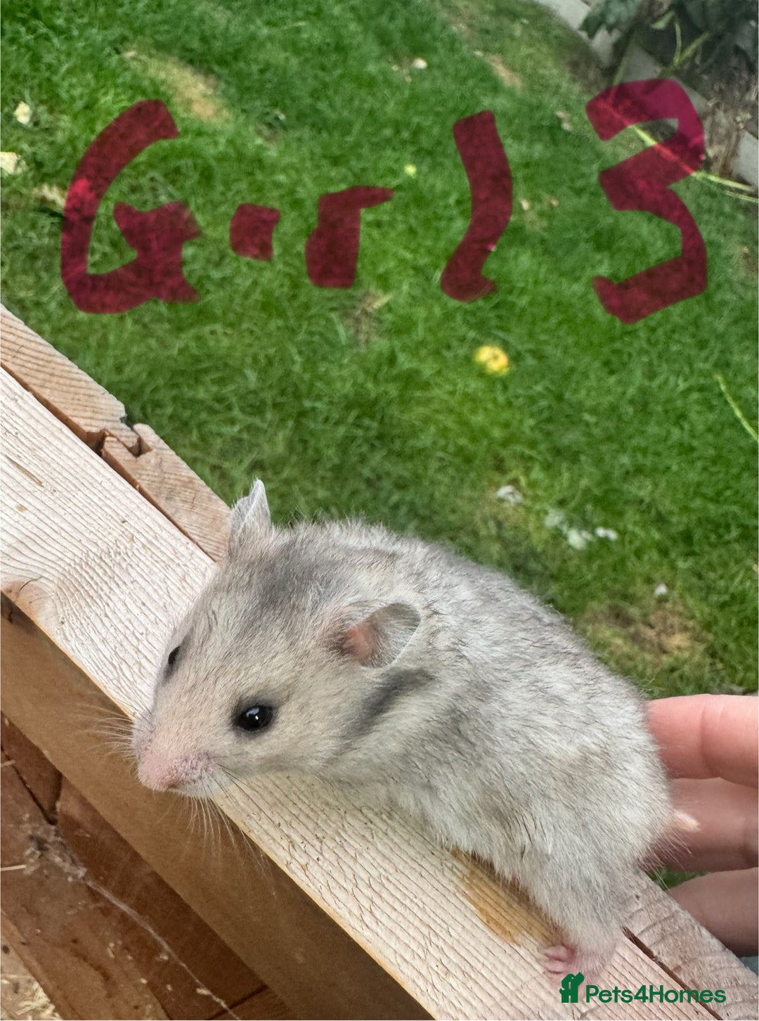 Hamster rodents for sale: Baby syrian hamsters males and females - Image 22