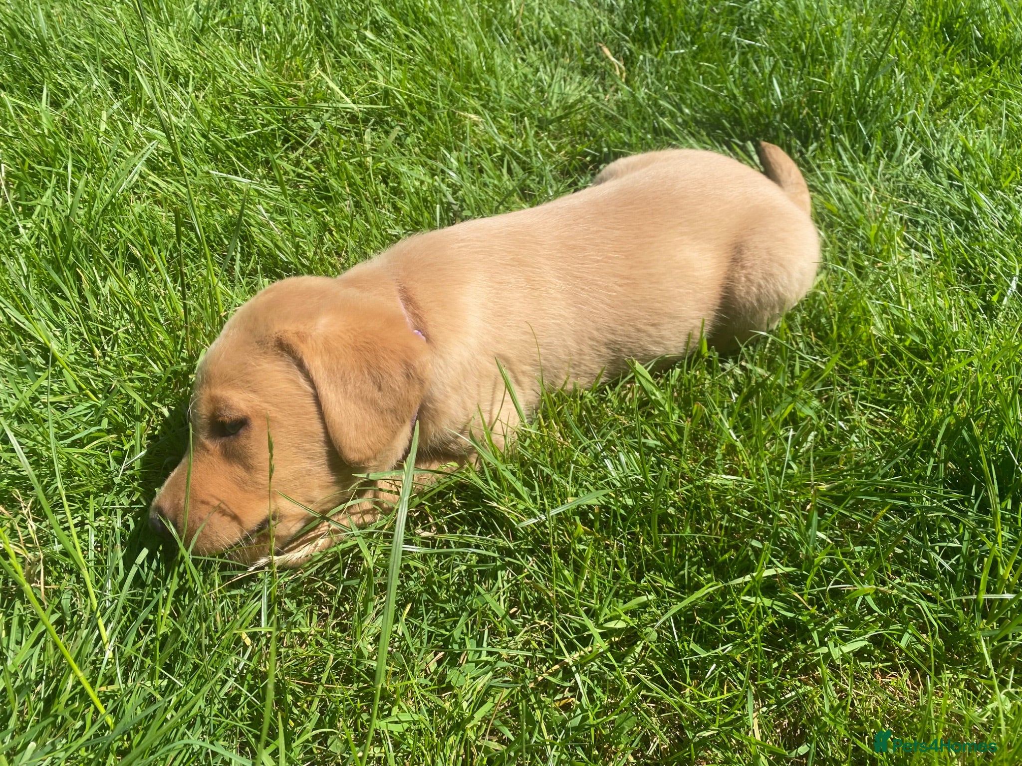 Labrador Retriever dogs Labrador pups from working lines  - Advert 1