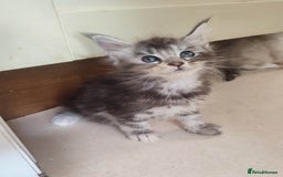 Maine Coon cats for sale: Fully health tested and Tica registered  in Great Missenden - Image 2