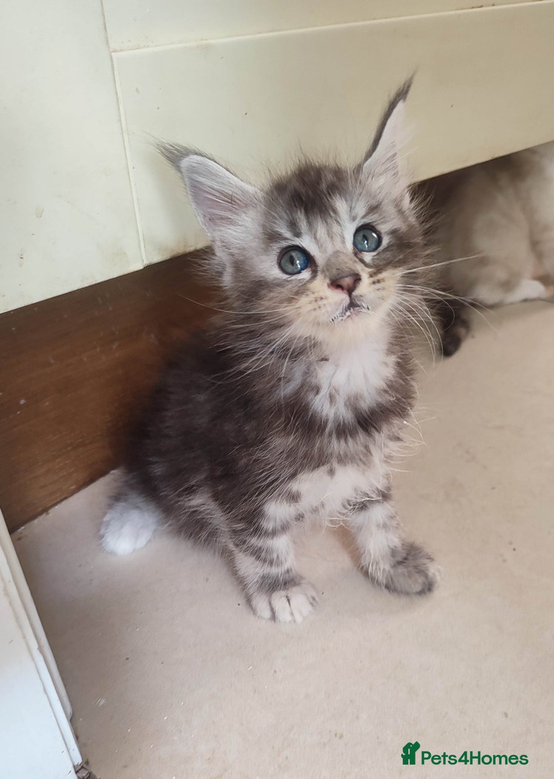 Maine Coon cats for sale: Fully health tested and Tica registered  in Great Missenden - Image 2