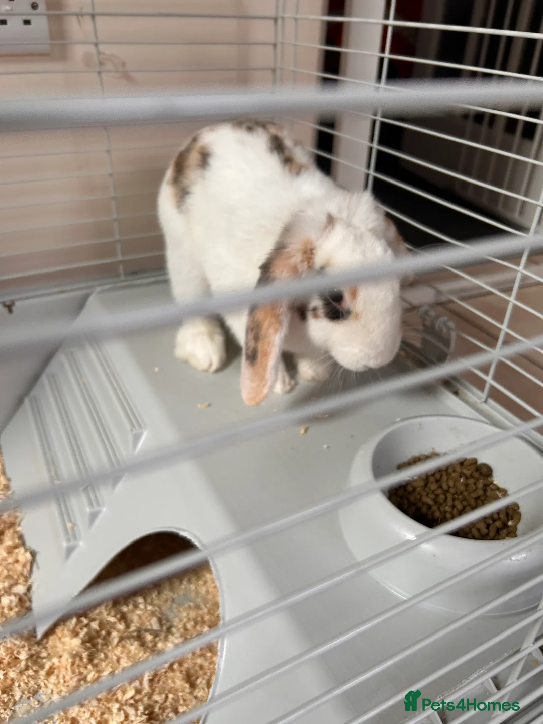 English rabbits for sale: Beautiful rabbit for sale  - Advert 1