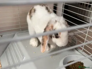 English rabbits Beautiful rabbit for sale - Advert 1