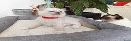 Ragdoll cats for sale: Pure breed ragdoll kittens - Advert 7
