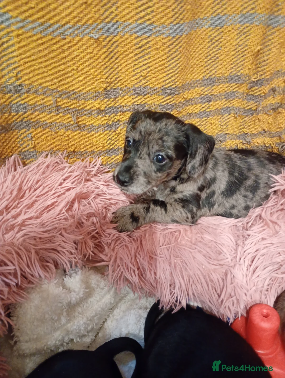 Mixed Breed dogs for sale: Miniature schnoxies  - Advert 29