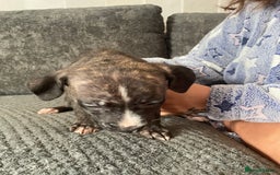 Mixed Breed dogs for sale: Presa canairo x American bulldog  - Image 10