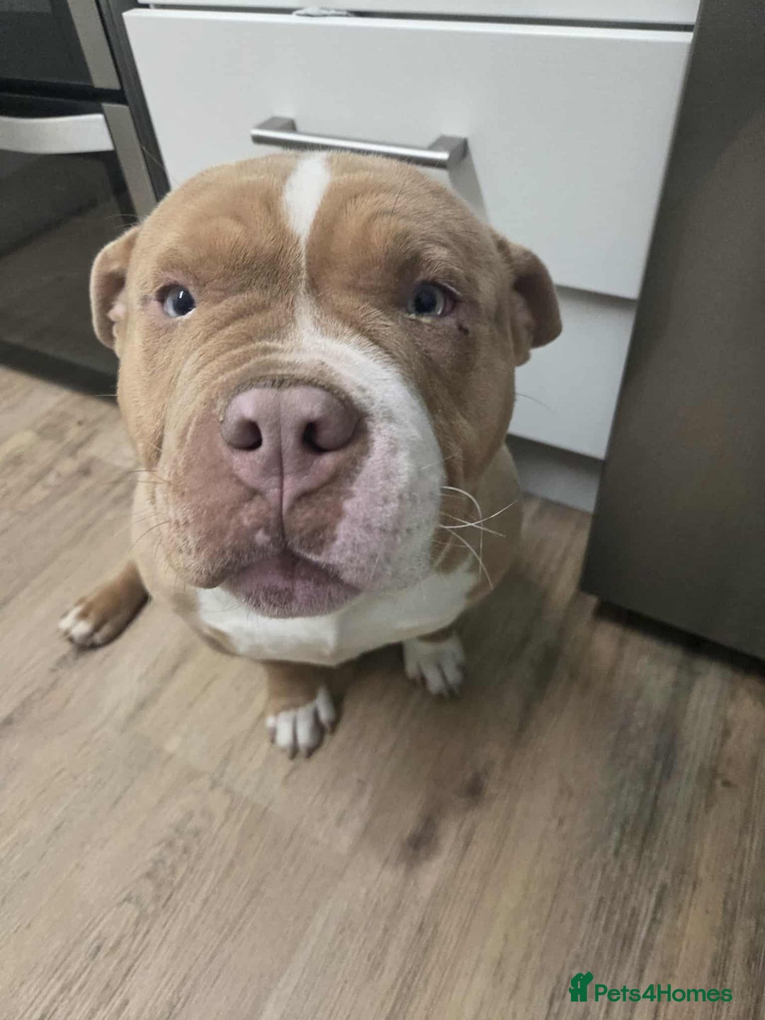 American Bully dogs for sale: 7 month merl pocket bully  - Image 1