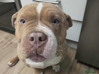 American Bully dogs for sale - Advert 1