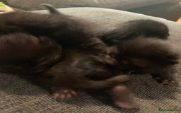Bombay cats for sale: Four Bombay kittens looking for rehoming  - Image 4