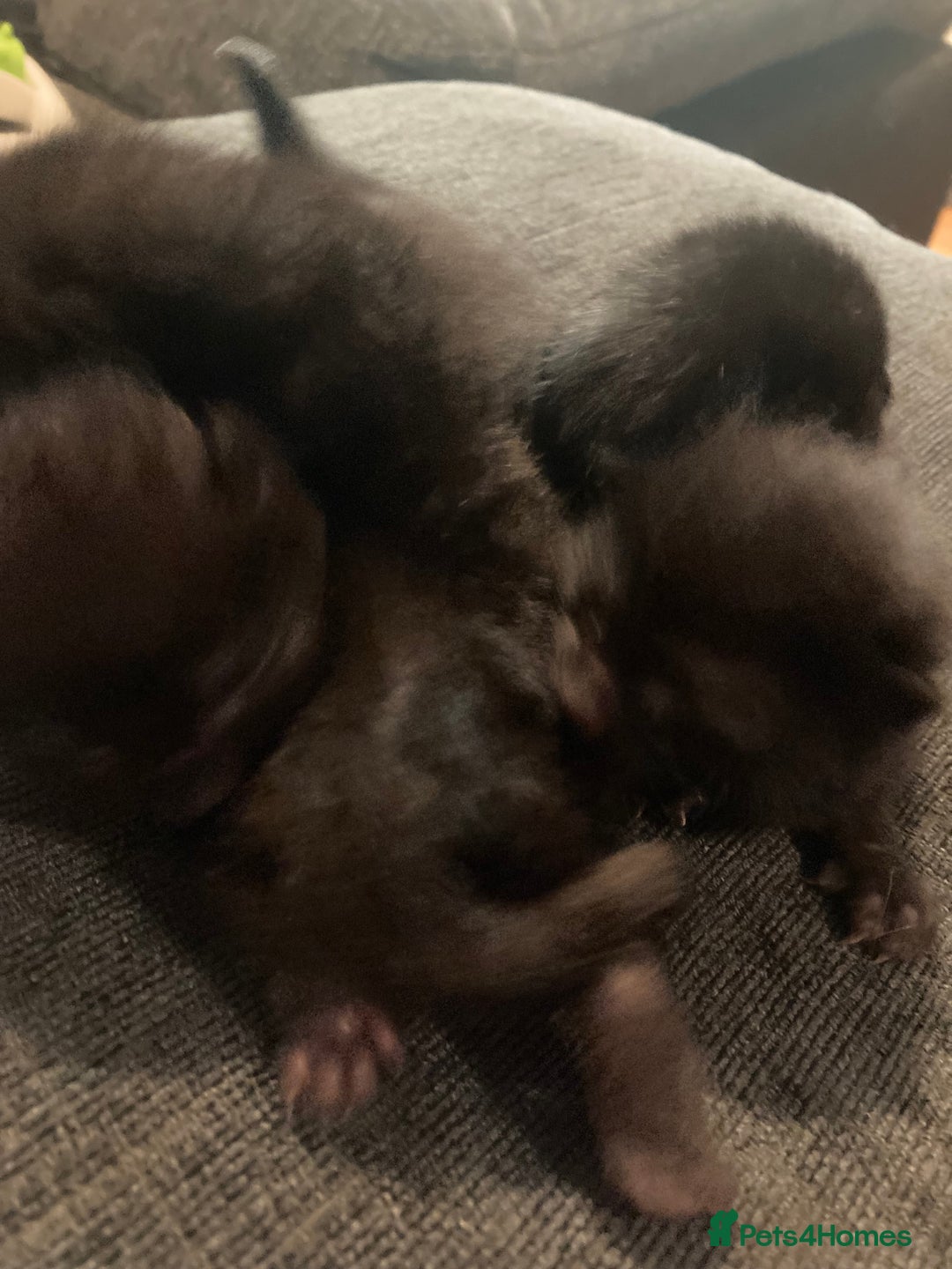 Bombay cats for sale: Four Bombay kittens looking for rehoming  - Image 4