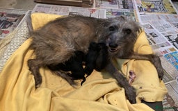 Mixed Breed dogs for sale: Bedlington Whippet x KC Bedlington Terrier Puppies - Image 2
