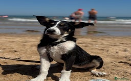 Mixed Breed dogs for sale: * REDUCED * collie x kelpie female pup  - Image 2