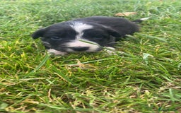 Border Collie dogs for sale: Beautiful litter family reared of collie pups - Image 6