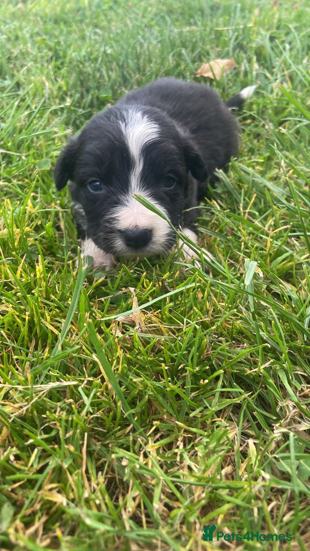 Border Collie dogs for sale: Beautiful litter family reared of collie pups - Image 6
