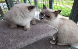 Ragdoll cats for sale: 1 Beautiful Female Ragdoll - Image 8