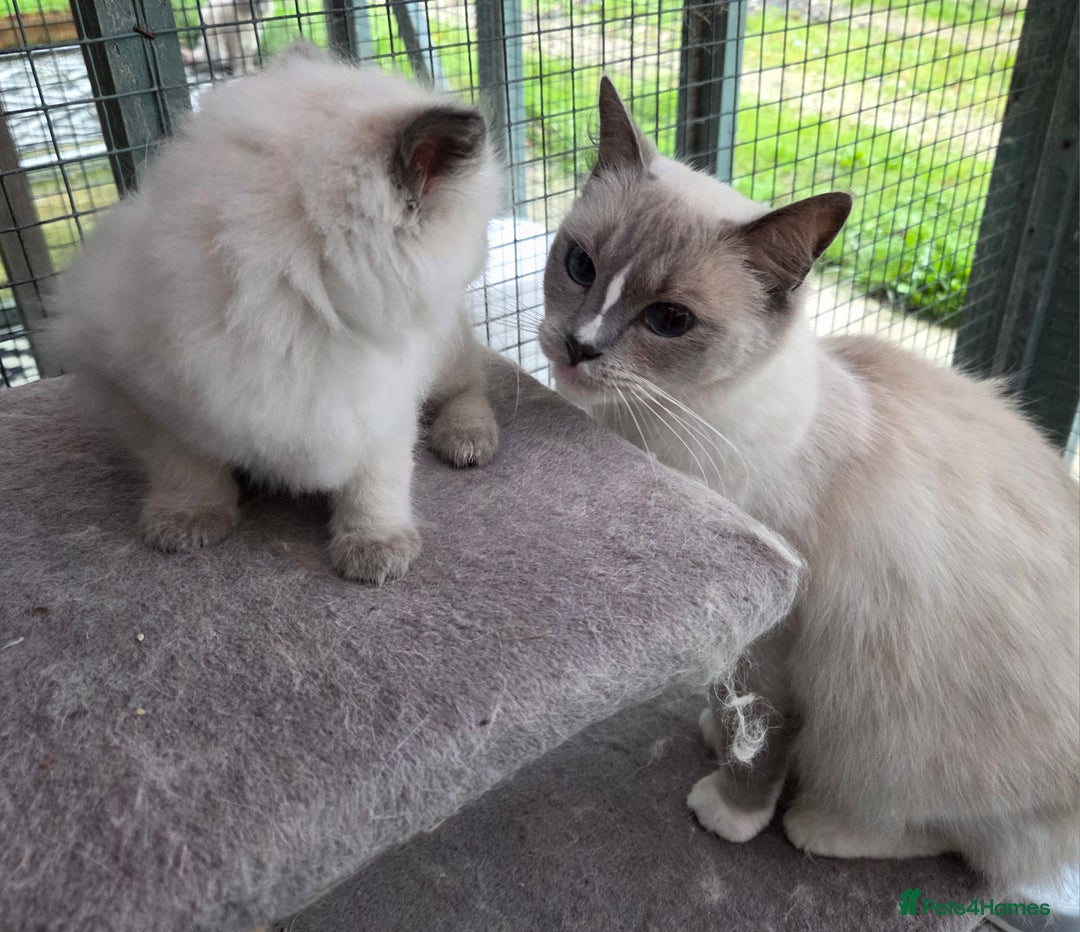 Ragdoll cats for sale: 1 Beautiful Female Ragdoll - Image 8