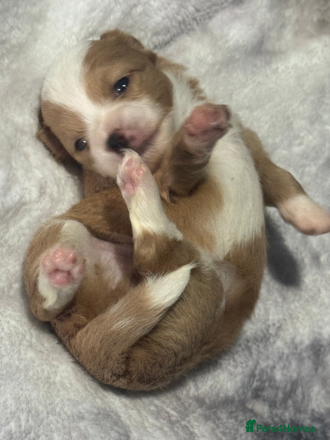 Chipoo dogs for sale: READY TO LEAVE THIS WEEK! Chipoo puppies - Advert 10