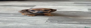Miniature Dachshund Puppy 2