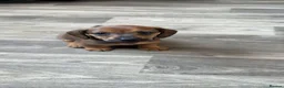 Miniature Dachshund dogs for sale: Miniature dachshund puppies for sale  - Advert 2