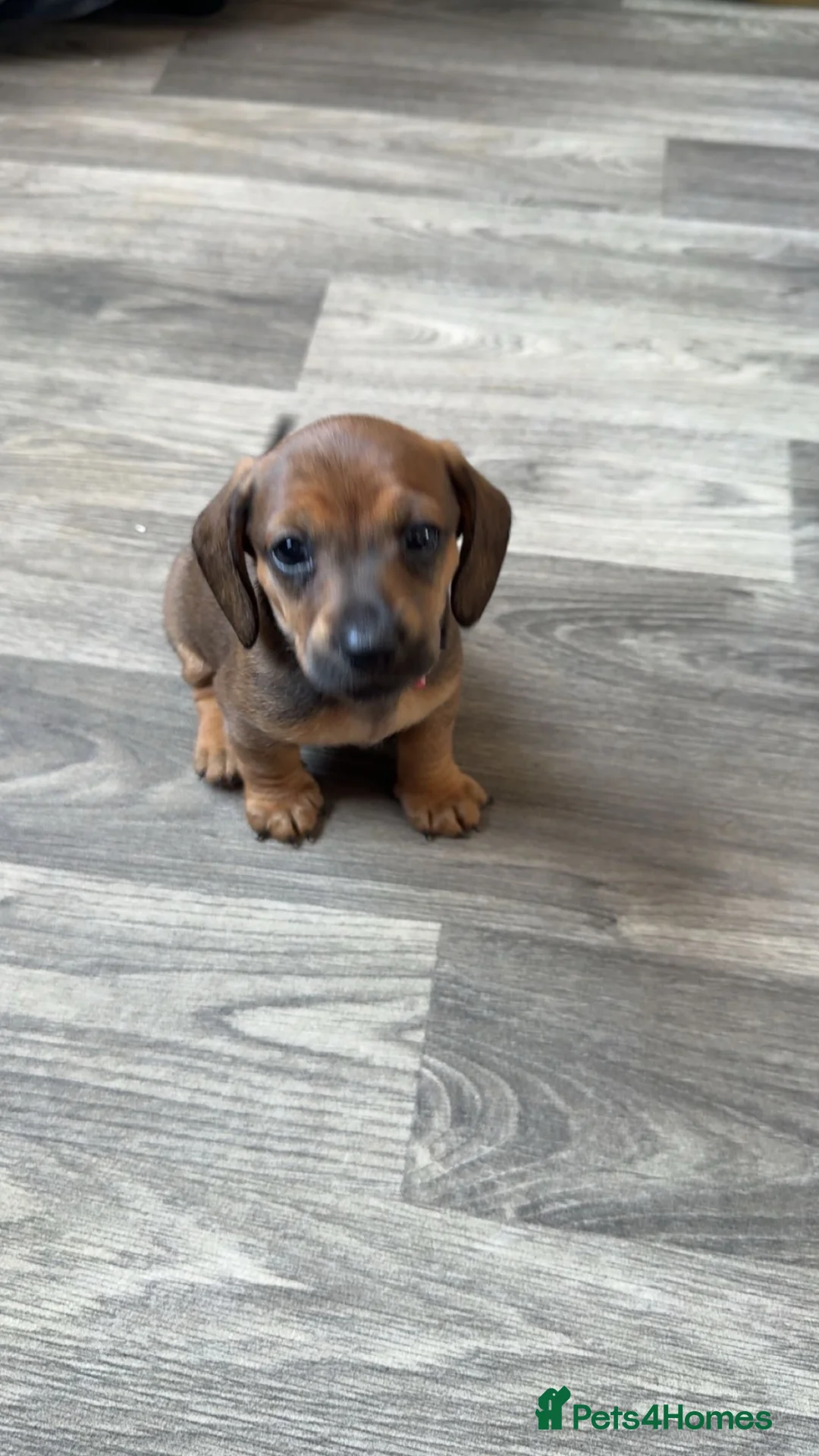 Miniature Dachshund dogs for sale: Miniature dachshund puppies for sale  - Advert 2