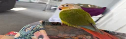 Conures birds for sale: Pineapple conure for sale  - Advert 2