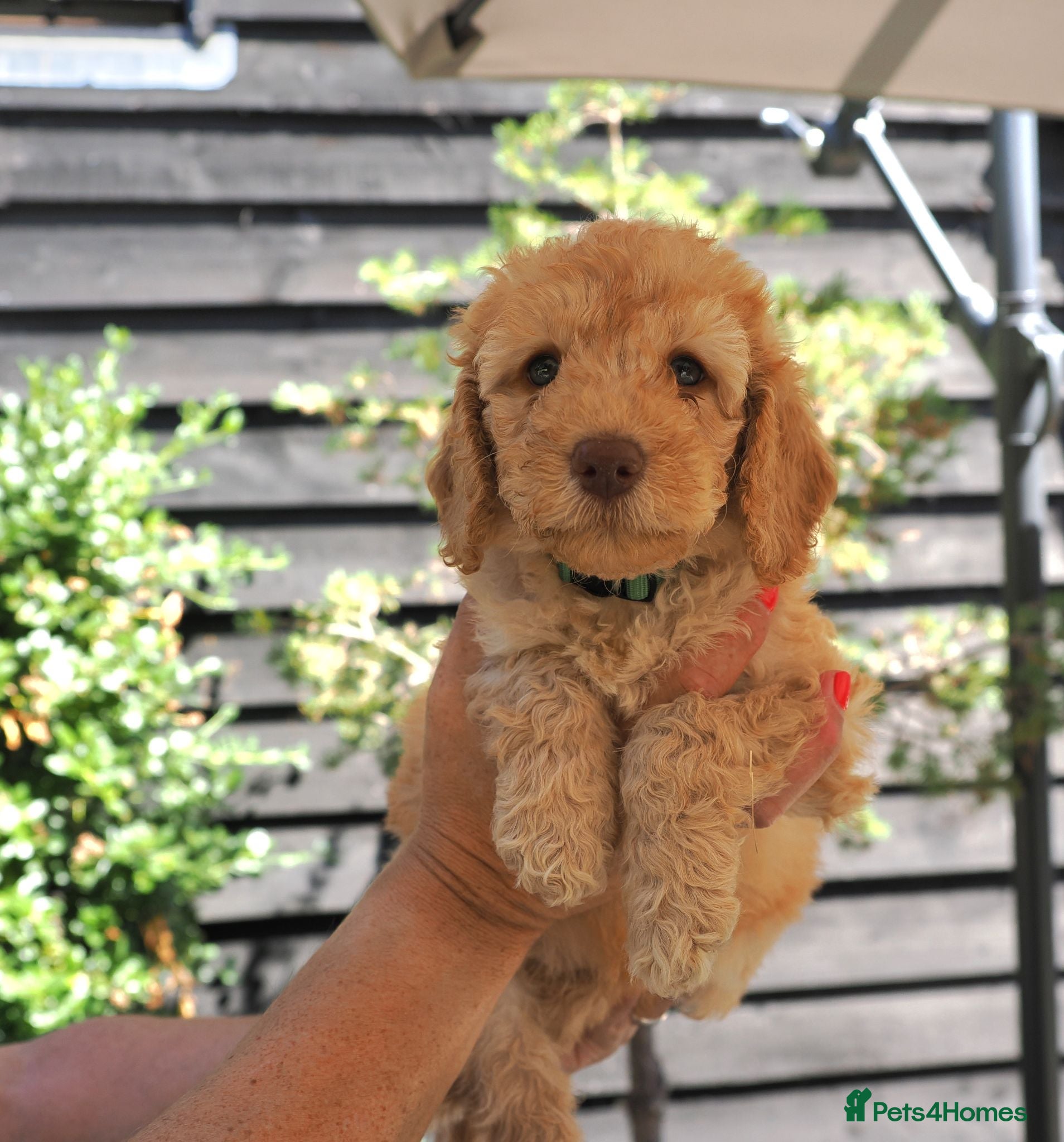 Labradoodle dogs Labradoodles Mini/Midi Multi Gen ready to go ! - Advert 1