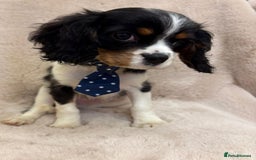 Cavalier King Charles Spaniel dogs for sale: Beautiful Cavalier, King, Charles boy ❤️ - Image 4