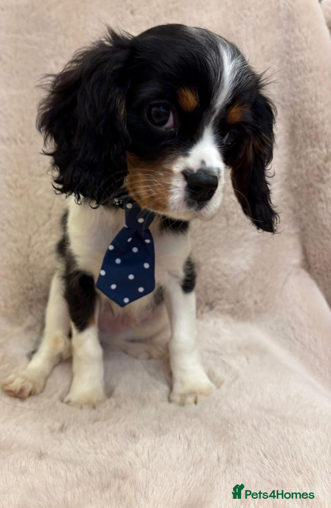 Cavalier King Charles Spaniel dogs for sale: Beautiful Cavalier, King, Charles boy ❤️ - Image 4