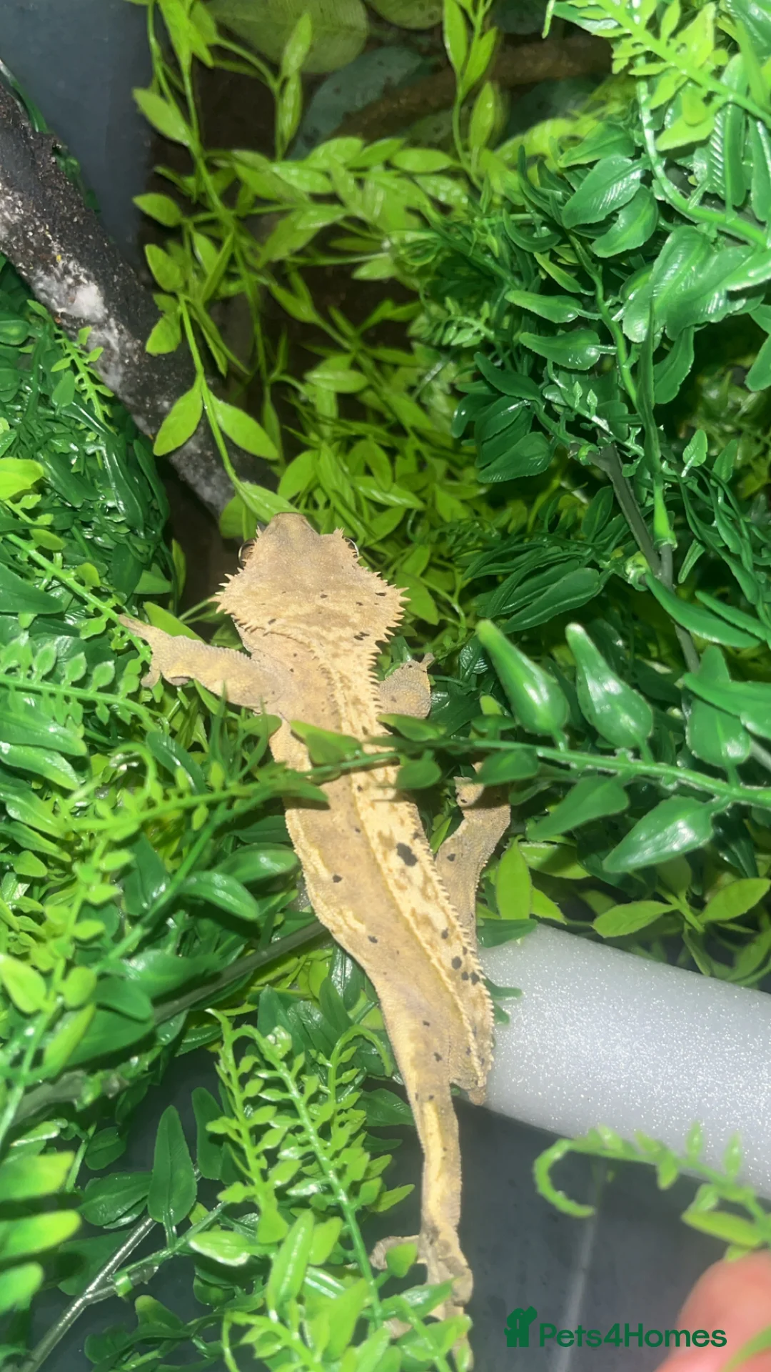 Gecko reptiles for sale: Crested gecko - Advert 6
