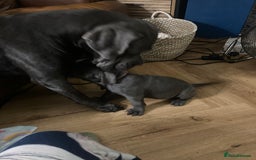 Cane Corso dogs for sale: cane corso puppies  - Image 15