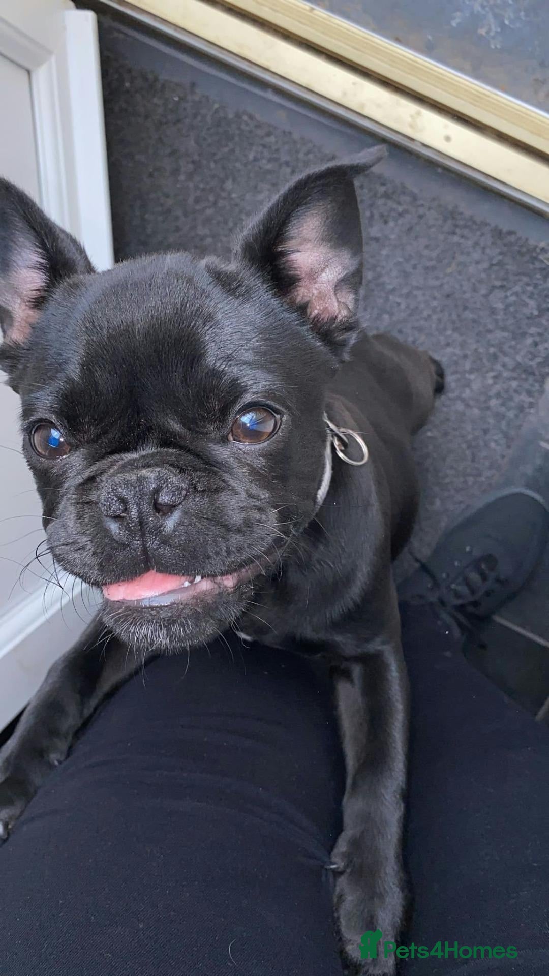 Frug dogs for sale: Frug  - Advert 1